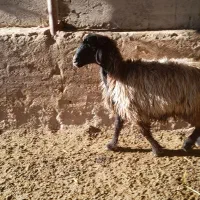 شیشک|حیوانات مزرعه|شیراز, شهرک مخابرات|دیوار