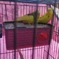 یک جفت مرغ عشق