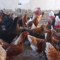 جوجه،تاقچه مرغ وخروس ۵ماهه گلپایگانی+جهادی
