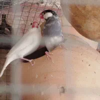 فروش فنچ نرگسی|پرنده|سراوان, |دیوار