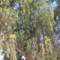 بریدن انواع درختان ایستاده|خدمات باغبانی و درختکاری|بوشهر, |دیوار