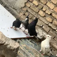 جفت کفتر با جوجه و تخم و جفت کن