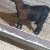 فروش بز ابستن و تشتیر