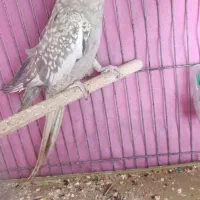 عروس هلندی ماده|پرنده|قم, ولیعصر|دیوار