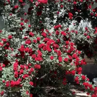 فروش ی واحد مسکونی در گلباف