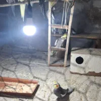 فروش عروس هلندی