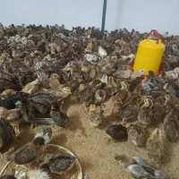 جوجه گلپایگانی