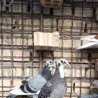 جوجه پلاکی