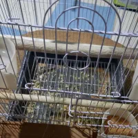 فروش یک جفت عروس هلندی سخنگو|پرنده|زهک, |دیوار