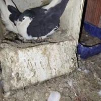 جفت چپ روتخم معاوضه