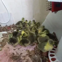 فروش جوجه غاز