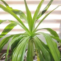 گل سوسن عنکبوتی 8 ساله با گلدان