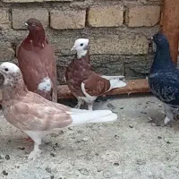 کفتر مفلق پرپا|پرنده|یزد, |دیوار