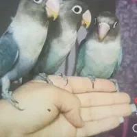 فروش سه تا طوطی برزیلی دستی