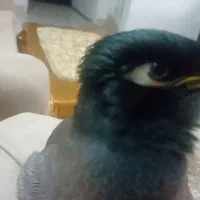 مرغ مینا سخنگو