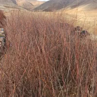 فروش چنار نژاد سفیدترکیه ای