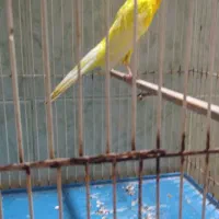 قناری رسمی بلند ،نر