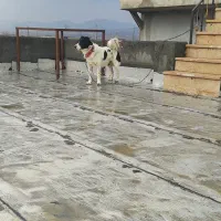 قهدریجانی نر