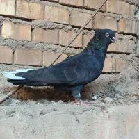 کفتر سیاه دم سفید