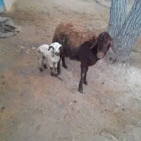 میش و بره شیشک