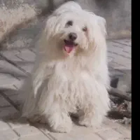 شیتزو کراس 1سال و6ماه