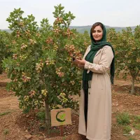 گیلاس صورتی درشت