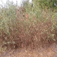 نهال بادام محلی