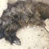 سگ شیتزو تریر