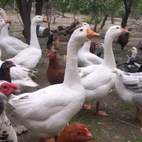 غاز|حیوانات مزرعه|گرگان, |دیوار