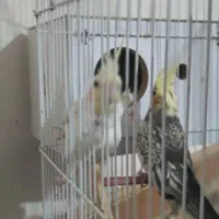 عروس هلندی  جفت|پرنده|شادگان, |دیوار