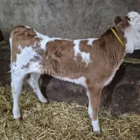 گوساله سیمینتال تازه متولد شده ماده|حیوانات مزرعه|سرعین, |دیوار