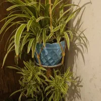 گیاه|گل و گیاه طبیعی|نظرآباد, مسکن مهر نظرآباد|دیوار