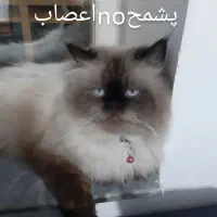 گربه نرهیمالین عقیم شده