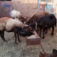 ۶ راس میش داشتی و ۴ راس بره ریز قلم پشم شیر|حیوانات مزرعه|نیشابور, شهرک فرهنگیان|دیوار