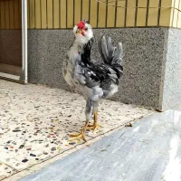 مرغ خروس گلین طوسی|حیوانات مزرعه|فولادشهر, زاینده رود|دیوار