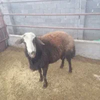 نر تخمی قزل افشار