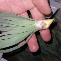 تره سبزی کوهی