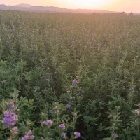 یونجه پرس فروشی