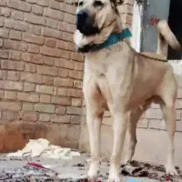 واگذاری سگ پژدر عراقی اصیل نگهبان