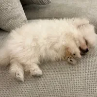 پامرین خرسی|سگ|تهران, گیشا|دیوار