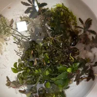 گیاه و ماهی اکواریومی رایگان