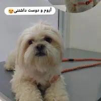 گمشده|حیوانات|شهرکرد, |دیوار