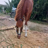 اسب نریون|اسب و تجهیزات اسبسواری|ایذه, |دیوار