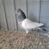 ماده سینه سبز/ماده کله قهوه ای