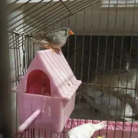 فقط‌فروش‌معاوضه‌‌ندارم