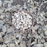 کلگ خام|عمده‌فروشی|یاسوج, |دیوار