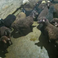 بره نر|حیوانات مزرعه|دهگلان, |دیوار