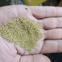 بذر یونجه غرق آبی خیلی تمیز