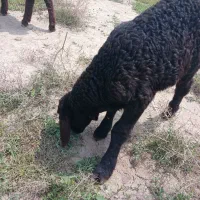 معاوضه بره شیری با خر گله نر یکساله
