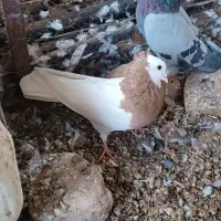 کبوتر هفترنگ و طوقی و سبز|پرنده|سبزوار, رباط|دیوار